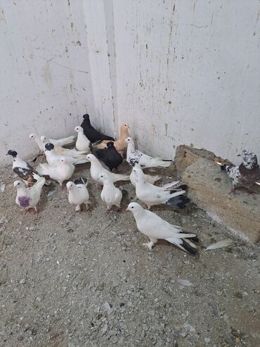 Göyərçinlər: Salam. goyercinler kom 6 manat tek tek 8 manat. goyercinle Bakının — 5