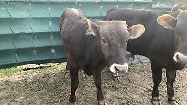 Коровы, быки: Продаю | Бык (самец) | На откорм — 5