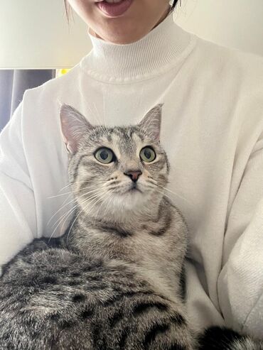 американский вислоухий кот: Отдаю в добрые любящие руки кошечку, 2,5 года, к лотку приучена