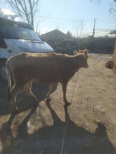 Dana, buzov: Dana, buzov — 14