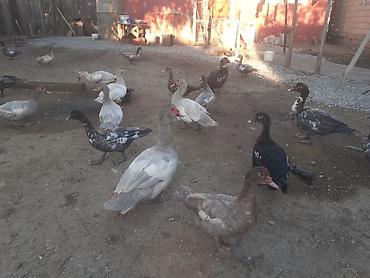 ordək adı: 17 dene 3 gunluk ordek balalari biri 4 azn . 055 880. 85. 29 — 3