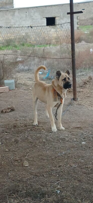 İtlər: Kanqal, 1 il, Erkek, Peyvəndli, Ödənişli çatdırılma — 9