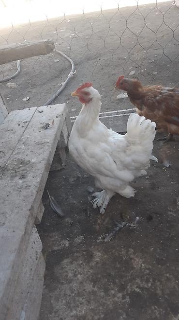 Куры, петухи: Продаю | Петух, Куры | Домашняя | На забой, Для разведения, Несушки — 5