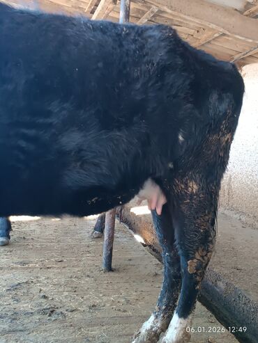 Коровы, быки: Продаю | Корова (самка) | Полукровка | Для разведения | Стельные — 5