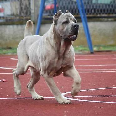 Psi: Kane Korso štenci Odgajivačnica Cane Corso Kennel Heavenly Kingdom FCI na lalafo.rs — 11 Psi: Kane Korso štenci Odgajivačnica Cane Corso Kennel Heavenly Kingdom FCI — 11