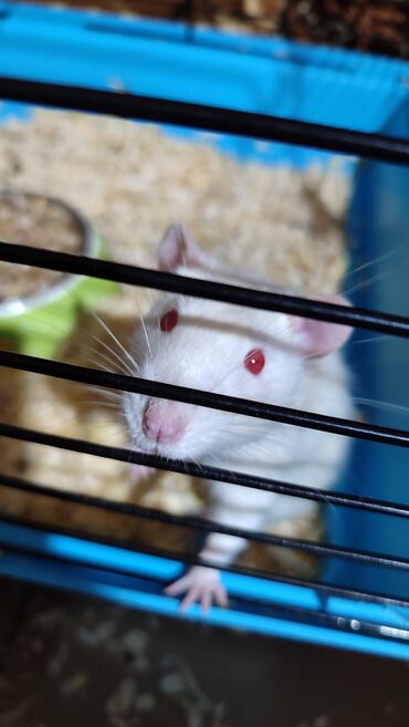 белые крысы: Продаю ручных крысят, 4 месяца (Зовут Серого - Грей, Белого - Черри. 2