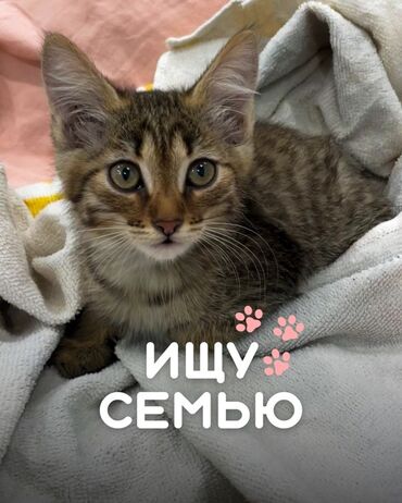 шотландская вислоухая лиловая: Кошка даром: Беспородная, Девочка