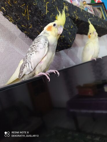 Tutuquşları: SALAM ENDİRİMLƏRƏ DAVAM. 💥🔥.HAZIR DANIŞAN QUŞLAR SATILIR!!!!!! Yaş — 17
