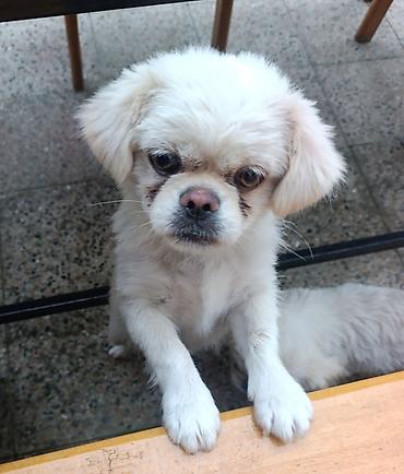dekorativ dovşan: Pekines, 3 ay, Erkək, Peyvəndli — 2