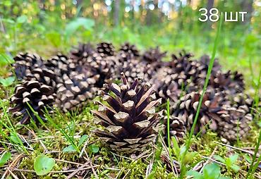 жылга сай арча бешик: 🌲Шишки — набор для декора, творчества Состав набора: - Натуральный — 4