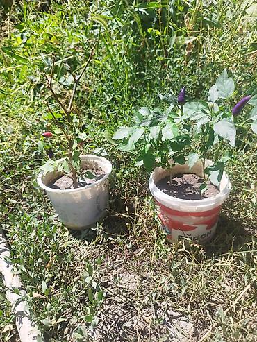 200: 🌶️ДЕКОРАТИВНЫЙ ПЕРЕЦ 🌶️ Уже цветёт! Подходит для дома, подоконника — 2