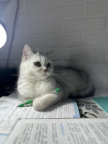 Продажа кошек: Скотиш Страйт (Шотландская прямоухая), 3 года, Девочка, Серебристая шиншилла, Приучена к лотку, Проглистована — 1