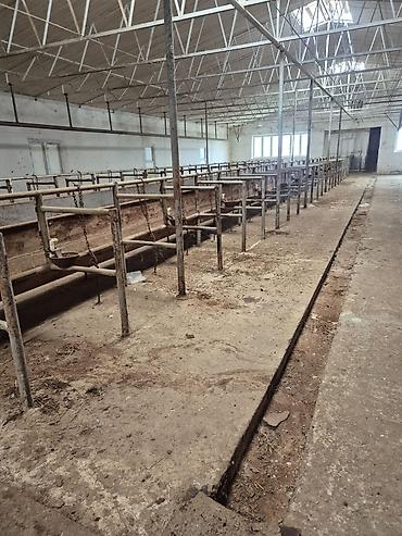 fermaya: Ferma mal saxlamaq üçün mükemmel bir yerdi erazisi böyük ve elave — 1