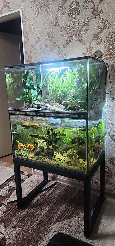 Зоотовары: Террариум, аквариум, палюдариум, флорариум, стеллажи для змей — 1