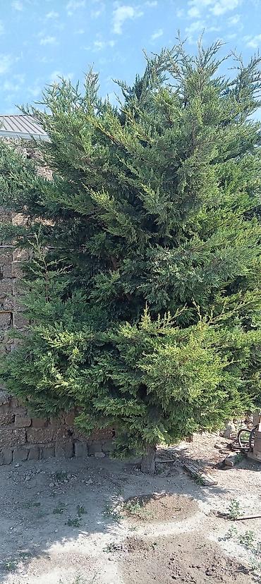 beryoza ağacı azerbaycan dilinde: Thuja (ardıc tipli həmişəyaşıl) ağacı - Hündür, sıx və budaqları bol — 4