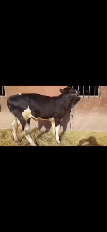 Inəklər, öküzlər: Saxanlı alaca inək və buzov dəsti. - Cins: Holştayn tipli, qara‑ağ — 10