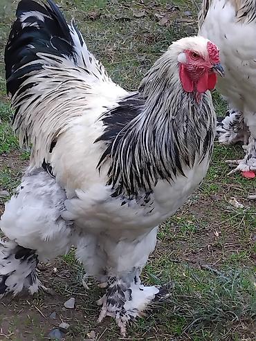 hind quşları: Toyuq, Brama, Damazlıq — 7