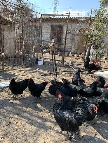 ordək yumurtası: Toyuq, Australorp, Damazlıq, Ünvandan götürmə — 9