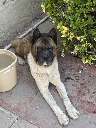 amerkanski akita: Akita-inu, 2 il, Erkek, Peyvəndli, Ünvandan götürmə