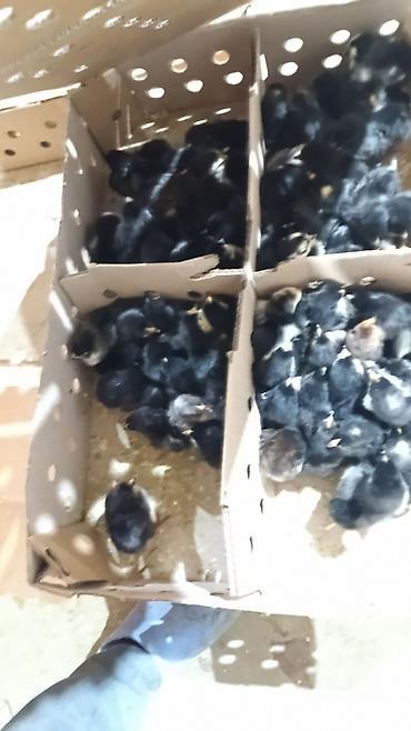 Cücələr: Salam herkese bayraminiz mubarek _xarkov qənbəri_ lider55_ sereblis _ — 8