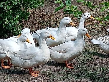 pekin ördeği: Ağ Pekin ördəkləri – yumurta və ətlik istiqamət - Cins: Ağ Pekin - — 4