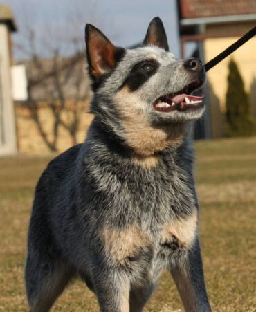 stenci cane corso: Visokokvalitetni štenci australijskog govedara, potomci svjetskog