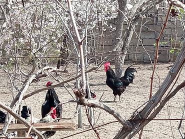 Toyuqlar: Toyuq, Australorp, Damazlıq, Ünvandan götürmə — 7