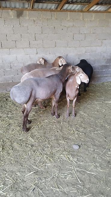 Продам с/х животных: Продаю | Баран (самец) | Арашан | Для разведения — 4