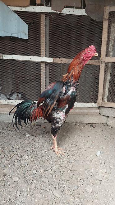 Xoruzlar: Xoruz, il: <1, Pulsuz çatdırılma — 2