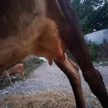 Inəklər, öküzlər: Salam öz inəyimdi yanındada balası bir yerdə satılır alverci deyiləm — 7