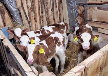 продам домик для кошки: Продаю | Музоо, торпок | Для разведения