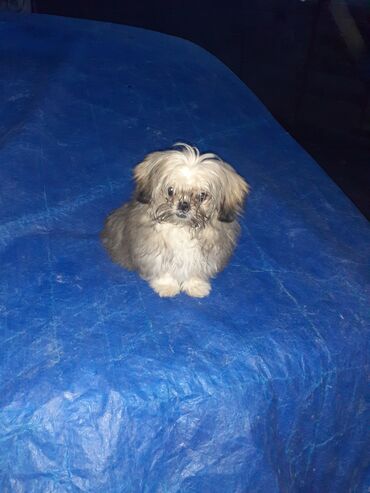 İtlər: Pekines, 2 ay, Dişi, Ödənişli çatdırılma — 5