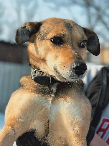 Отдам даром собаку: ПРИЮТ У НАС Собачки на любой вкус это приют все собачки привитые — 3