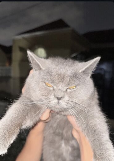 pişik daşıma: Британская, Самец, В добрые руки, Самовывоз