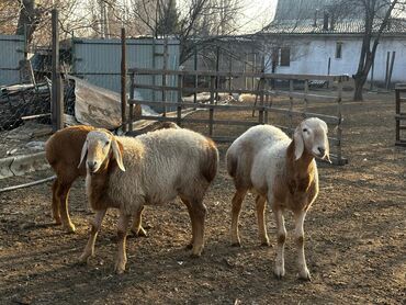 Бараны, овцы: Продаю | Ягненок, Баран (самец) | Арашан | Для разведения — 8