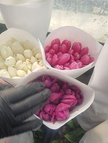 Букеты из живых цветов: Тюльпаны с луковицей — ассортименты цветов и сортов оптом на 8 - марта — 22