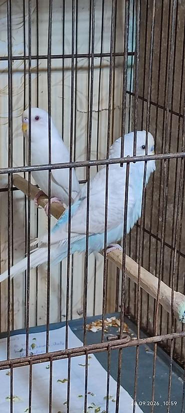 7 ayliq hazir cutdu,bala qoturmeye vaxtlaridi,qizqin aktiv lalafo.az -da 7 ayliq hazir cutdu,bala qoturmeye vaxtlaridi,qizqin aktiv