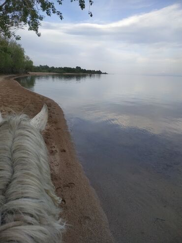 конные туры: Конная Прогулка на берегу озера "Иссык-Куль"