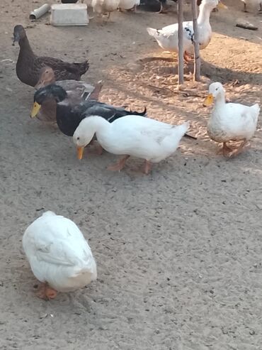 Ördəklər: Satılır: ördək sürüsü - Növlər və rənglər: ağ, qara, boz, qəhvəyi və — 9