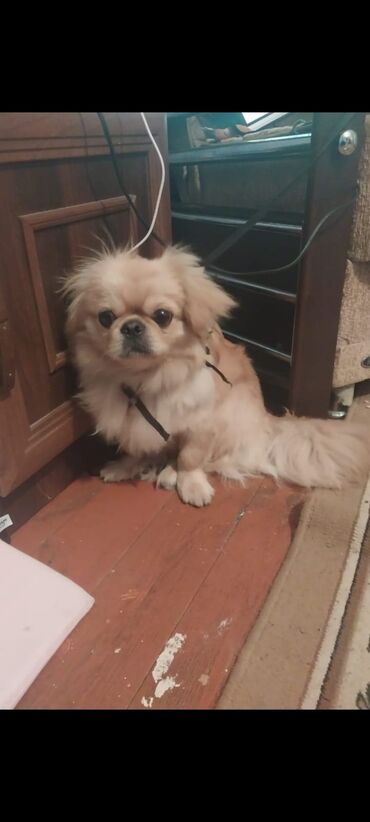 pekines ağ: Pekines erkəkdir peyvəndi dərmanları olunub 330 manat ünvan