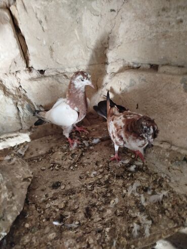 Göyərçinlər: Şəkillərdə müxtəlif rənglərdə və bəzi fərqli xüsusiyyətlərə malik — 6