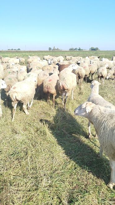 Qoyunlar, qoçlar: Qoyun sürüsü – ət və süd istiqamətli yerli cinslər - Şəkillərdə geniş -da lalafo.az — 18 Qoyunlar, qoçlar: Qoyun sürüsü – ət və süd istiqamətli yerli cinslər - Şəkillərdə geniş — 18