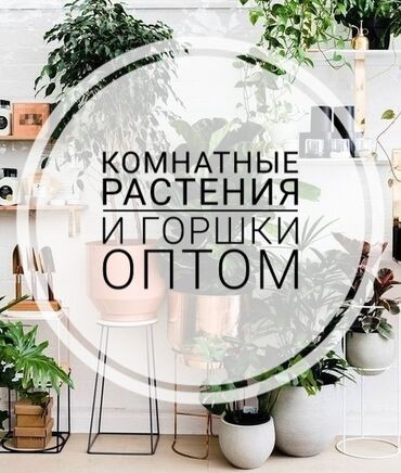 1492 объявлений: Комнатные растения и горшки оптом по самым низким ценам!!!
Все необхо