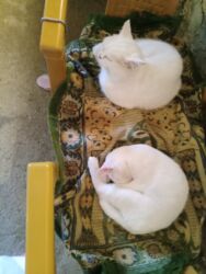 Pişiklər: Erkək, Dişi, Yaxşı əllərə, Ödənişli çatdırılma — 9