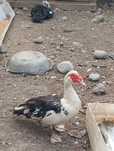 ev quslarinin satisi: Her ikisini goturen olsa endirim ederem tek tek ayri ayri qiymetdi — 2