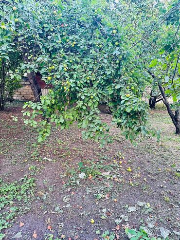 Torpaq sahələrinin satışı: 6 sot, Tikinti, Mülkiyyətçi, Kupça (Çıxarış) — 7