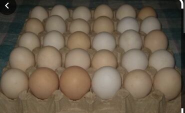 Kənddə kənd toyuğunun yumurtasıdır.satış 0.15 tam mayalı