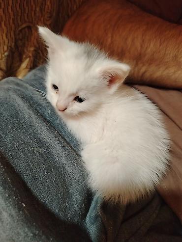 Кошки: Бесплатная доставка — 8