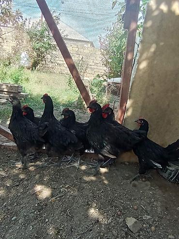 labrador satilir: Avstralob çolpalari xəstəiliyleri yoxdur tecli satılır tek tek alana — 1