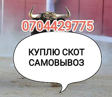 скот на забой: Колбасный цех : Коровы, быки, Лошади, кони, | Круглосуточно, Любое состояние, Забитый — 1